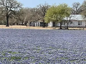 Bluebonnet house on Highway 290 east of Fredericksburg.