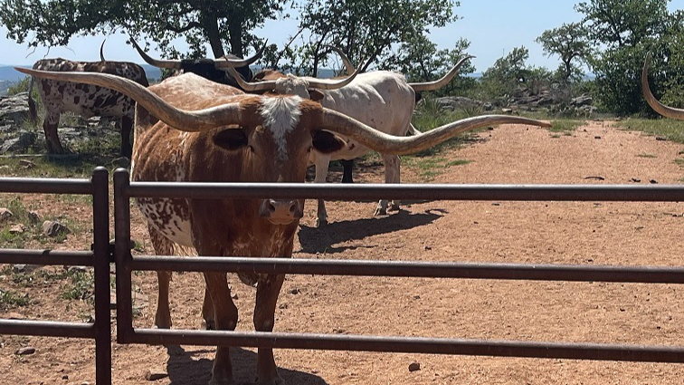 A Texas Hill Country Longhorn