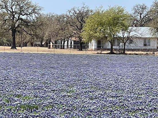 A Bluebonnet house on Highway 290 east of Fredericksburg.