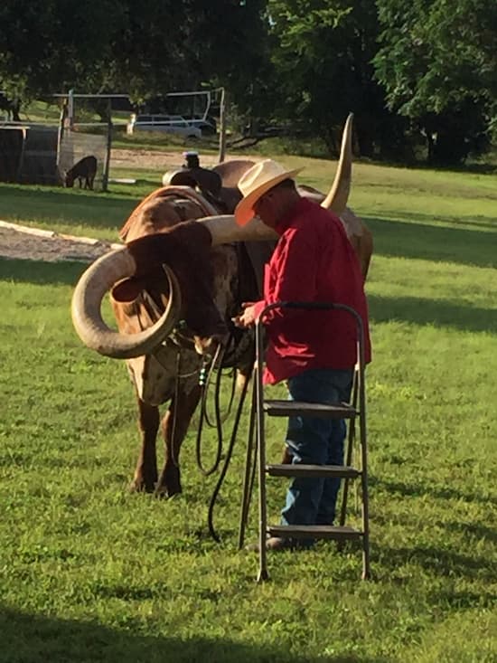 Longhorn in Bandera fitted for a ride.